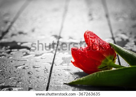 Fresh red tulip flower on wood. Wet, morning dew. Spring concept of romantic love, Valentine\'s Day, but may also be heartbreak