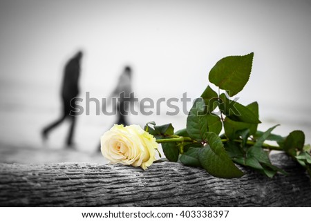Rose lying on broken tree on the beach. A couple walking in the background. Concept of romantic love, romance, but may also symbolize a loss, melancholy etc.  Color against black and white