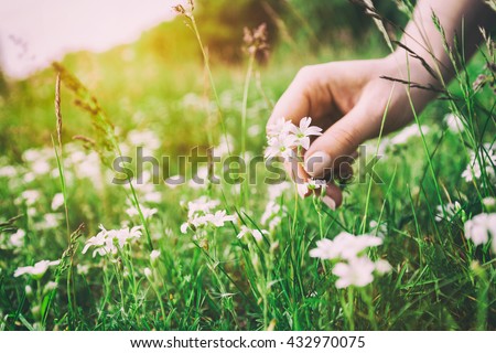 Woman picking up flowers on a meadow, hand close-up. Morning light, green grass. Vintage
