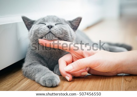 Happy kitten likes being stroked by woman\'s hand. The British Shorthair
