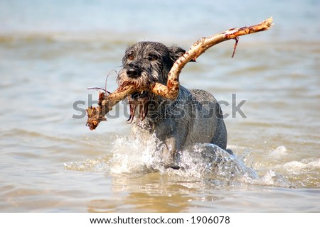 Dog having fun in the sea