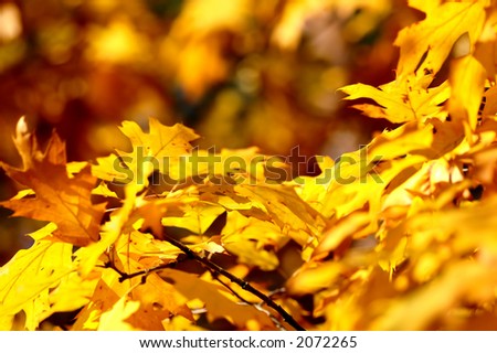 Autumn leaves on tree. Autumn, fall background