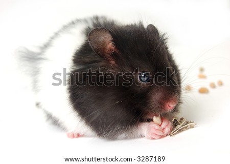 Cute hamster eating sunflower seeds isolated on white
