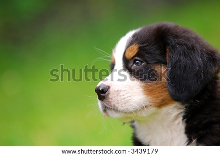 Portrait of puppy Bernese mountain dog in natural scenery and copy-space