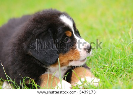 Portrait of puppy Bernese mountain dog in natural scenery and copy-space