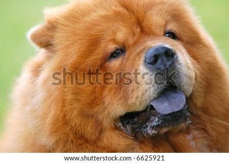 The Chow Dog