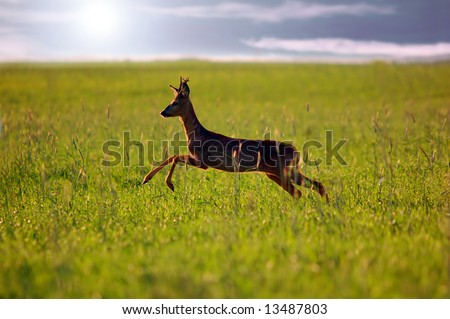 Animal background beautiful roe-deer running