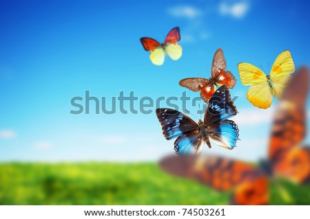 Butterfly spring field. A group o colorful butterflies in the spirng summer grass land