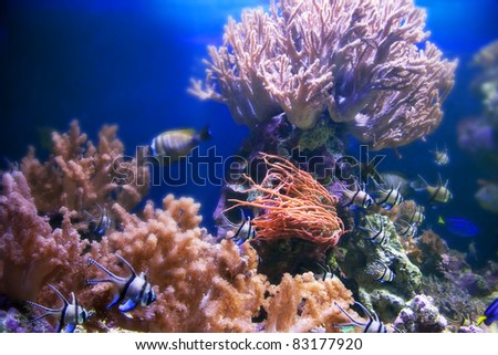 Underwater life. Coral reef, fish, colorful plants in ocean