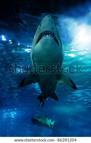 Shark silhouette underwater. Danger concept