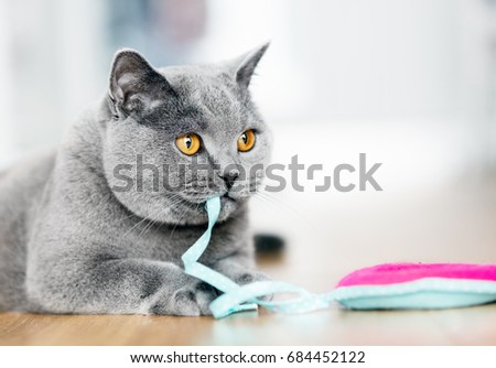 British Shorthair cat playing with a toy at home