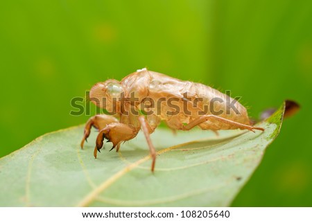 cicada exoskeleton on leaf