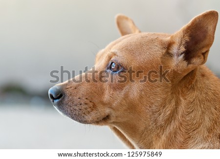 side view portrait of a mongrel dog