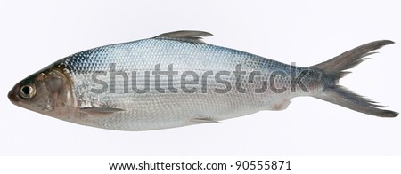 Milk Fish Images