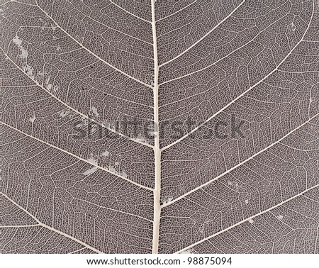 macro shot of leaf skeleton