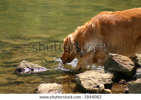 Dog Getting a Drink from Creek