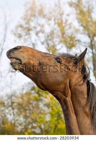 Close-up of Horse's Face