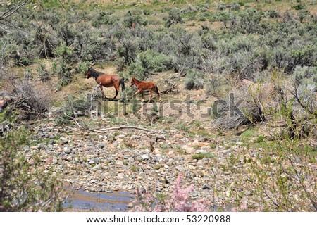 Wild Horses Nevada
