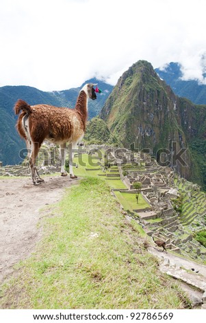 Llama at Lost City of Machu Picchu - Peru