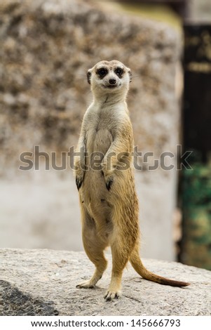 Meerkat looking around and checking out it\'s surroundings