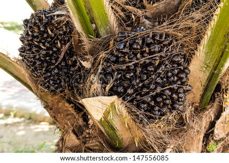 Oil Palm Fruits in the Palm tree