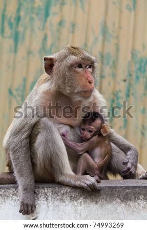 monkey and its baby sitting on the wall in Lopburi of Thailand