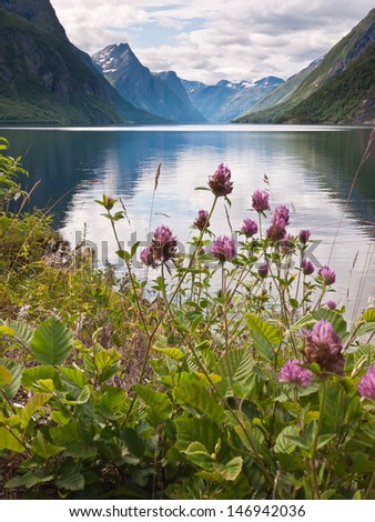 View towards a deep norwegian fjord with calm sea and steep mountains with flowers in the foreground