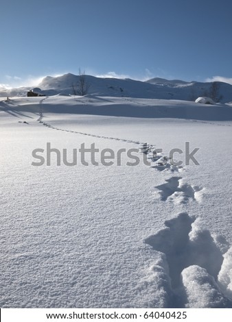 Mountain hare traces in the snow from the viewer towards a mountain summit in the background in the norwegian mountains