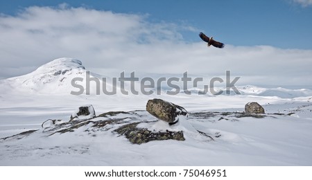 Norwegian winter landscape at easter with a low flying eagle over some rocks and with a mountain summit and clouds in the background