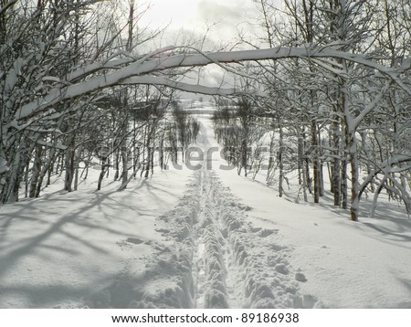 Man made ski track heading towards the background with trees on both sides and with a branch hanging over the track in the norwegian mountains at easter
