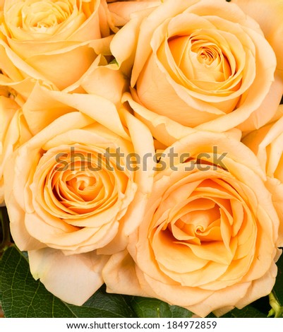 Natural yellow roses background