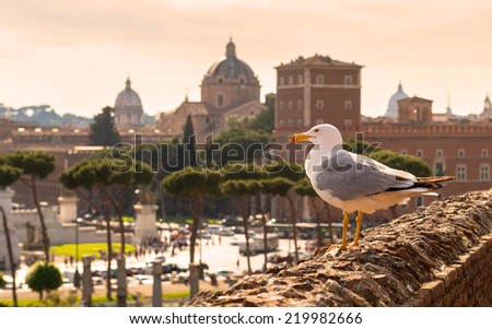 Seagull sitting on the ruins of Trajan\'s Market in Rome at sunset. View of the Piazza Venezia.