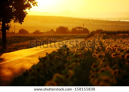 A field of sunflower, by sunset, near a road