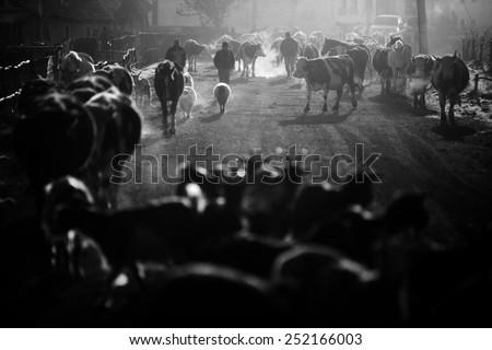 Viscri, Romania - November 6, 2014: Horizontal shot of some cows and horses on a village road, at sunrise, in the village of Viscri, Romania.