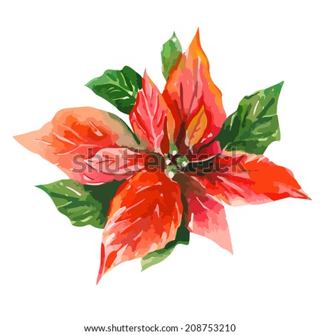 Red Poinsettia Bethlehem Star Red Poinsettia Bethlehem Star