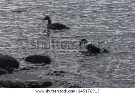 Somateria mollissima or common eider duck swimming in the water of Iceland coast
