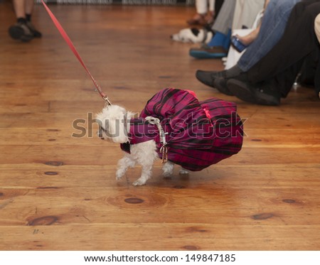 NEW YORK - AUGUST 11: Model walks dog on runway at Dog fashion show By Bandit-Rubio at Roger Smith Hotel on August 11, 2013 in New York City