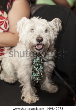 NEW YORK - AUGUST 11: Front row guest attends runway at Dog fashion show By Bandit-Rubio at Roger Smith Hotel on August 11, 2013 in New York City