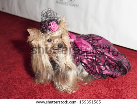 NEW YORK - SEPTEMBER 21: Dog wearing design by Anthonio Rubio on red carpet for Expo Latino Show at Museum of Moving Image on September 21, 2013 in New York
