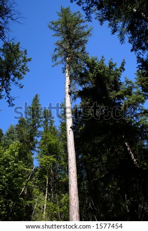 Tall ship pine tree looking at blue skies on the ground of the National Glacier Park Montana USA