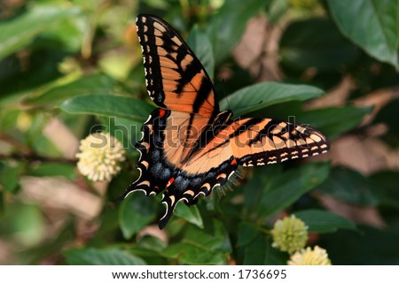 Monarch butterfly close-up in the forest in New York state in the summer time with open wings