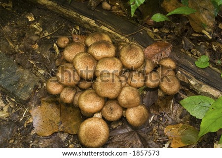 family of honey agaric mushrooms in autumn forest