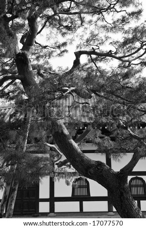curvy Japanese pine tree in front of Buddhist temple in Kyoto in black and white