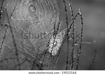 spider web in black and white