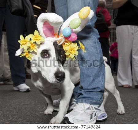 NEW YORK - APRIL 24: A dog partakes and shows off her hat and costume at the Easter Bonnet Parade on 5th Avenue on April 24, 2011 in New York City.