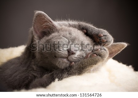 Kitten sleeping, russian blue cat.