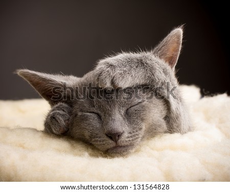 Kitten Sleeping, Russian Blue Cat.