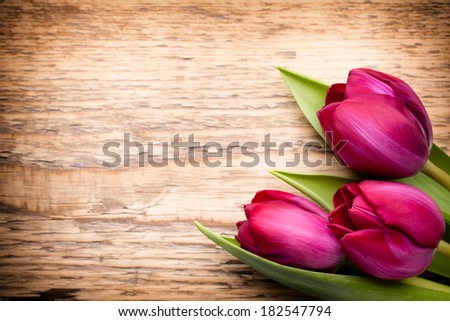 Tulip on the wooden background.
