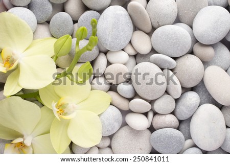 Orchid on a stone surface. Studio photography.