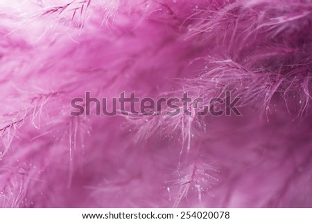 Purple feather abstract background. Macro shoot.